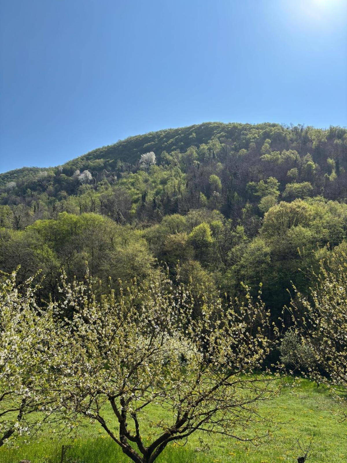 Biancogelso Vegan Bed & Breakfast